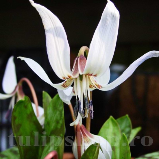 Bulbi Erythronium Snowflake Bulbi Erythronium Snowflake