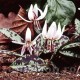 Bulbi Erythronium Snowflake Bulbi Erythronium Snowflake