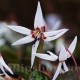 Bulbi Erythronium Snowflake Bulbi Erythronium Snowflake
