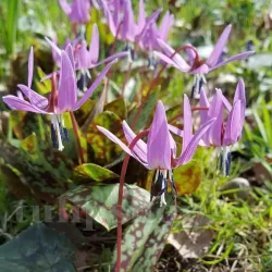 Bulbi Erythronium Dens-Canis