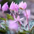 erythronium dens canis rose queen bulbi plantare toamna 110x110