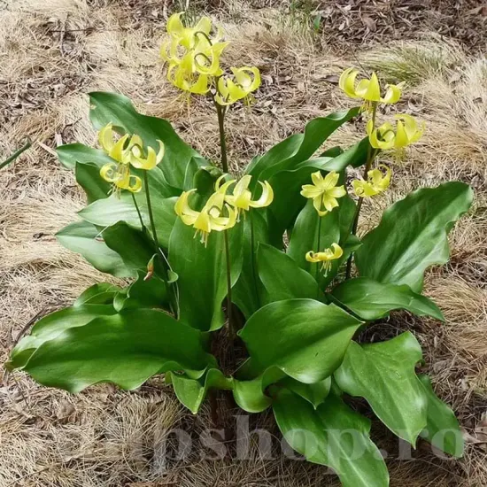 floare erythronium pagoda detaliu pendula