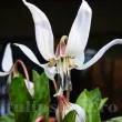 Bulbi Erythronium Snowflake floare erythronium snowflake detaliu pendula 110x110