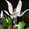 Bulbi Erythronium Snowflake