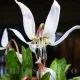 floare erythronium snowflake detaliu pendula