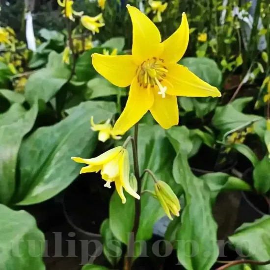 gradina erythronium pagoda plantare toamna