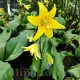 gradina erythronium pagoda plantare toamna