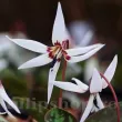 Bulbi Erythronium Snowflake gradina erythronium snowflake plantare toamna 110x110
