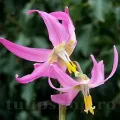 Bulbi Erythronium Rose Queen