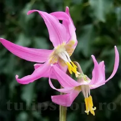 Bulbi Erythronium Rose Queen