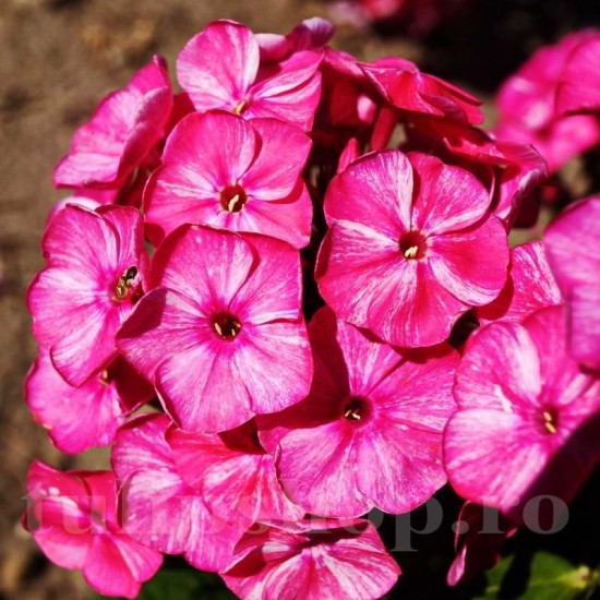 Bulbi Flox Freckle Red Shades (Phlox) Bulbi Flox Freckle Red Shades (Phlox)