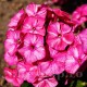 Bulbi Flox Freckle Red Shades (Phlox) Bulbi Flox Freckle Red Shades (Phlox)