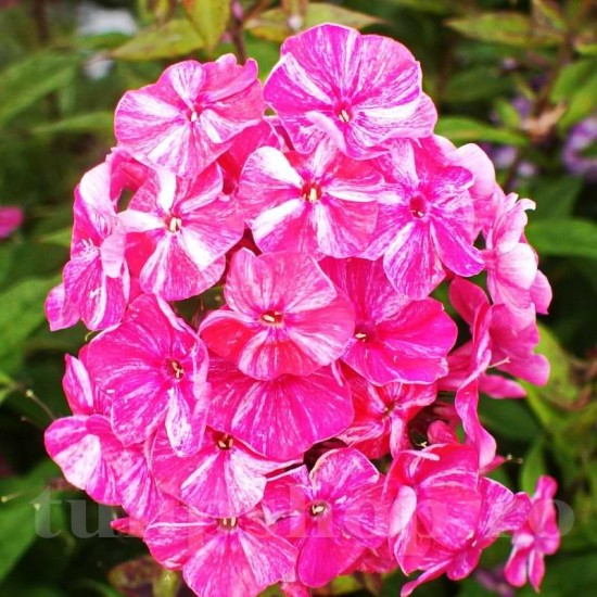 Bulbi Flox Freckle Red Shades (Phlox) Bulbi Flox Freckle Red Shades (Phlox)