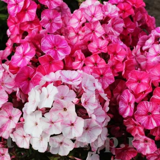 Bulbi Flox Freckle Red Shades (Phlox) Bulbi Flox Freckle Red Shades (Phlox)