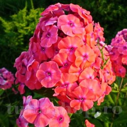 Bulbi Flox Orange Perfection (Phlox) Bulbi Flox Orange Perfection (Phlox)