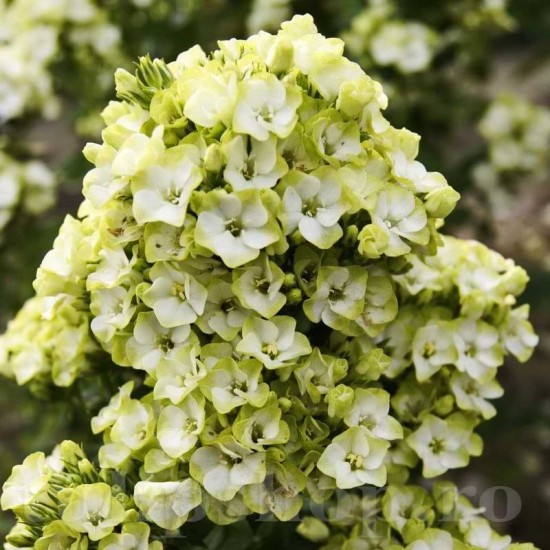 Bulbi Flox Orchid Green (Phlox)