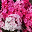 Bulbi Flox Freckle Red Shades (Phlox) flori phlox freckle red shades petale stropite 110x110