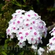 flori phlox graf zeppelin gradina vara 110x110