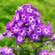 Bulbi Flox Laura (Phlox) flori phlox laura rezistent la fainare 110x110