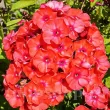 flori phlox orange perfection decor vara 110x110