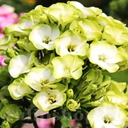 Bulbi Flox Orchid Green (Phlox)