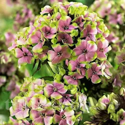 Bulbi Flox Sherbet Blend (Phlox)