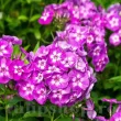 Bulbi Flox Laura (Phlox) flox de gradina laura perena violet 110x110