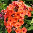 flox de gradina orange perfection perena 110x110