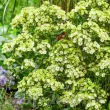 Bulbi Flox Orchid Green (Phlox) flox de gradina orchid green perena 110x110