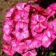 phlox freckle red shades rosu roz