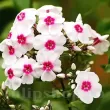 phlox graf zeppelin alb centru rosu 110x110