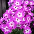 Bulbi Flox Laura (Phlox) phlox laura mov centru alb 110x110