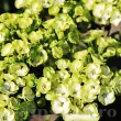 Bulbi Flox Orchid Green (Phlox) phlox orchid green roz verde lime 110x110