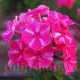 phlox paniculata freckle red shades parfumat