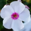 phlox paniculata graf zeppelin parfumat 110x110