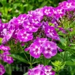 Bulbi Flox Laura (Phlox) phlox paniculata laura parfumat gradina 110x110