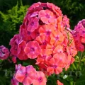 Bulbi Flox Orange Perfection (Phlox)