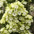 Bulbi Flox Orchid Green (Phlox) phlox paniculata orchid green special 110x110