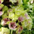 phlox paniculata sherbet blend bicolor 110x110