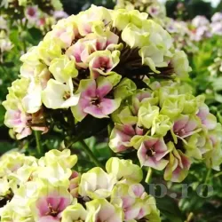 Bulbi Flox Sherbet Blend (Phlox)