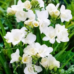 Bulbi Frezie Dubla Alba