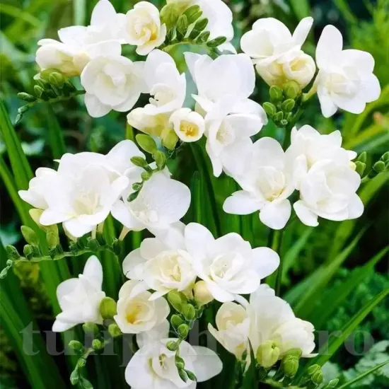 bulbi fresie dubla alba2