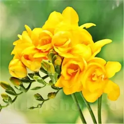 Bulbi Frezie Dubla Galbena