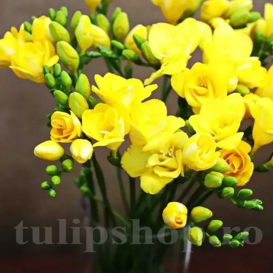 bulbi fresie dubla galbena2