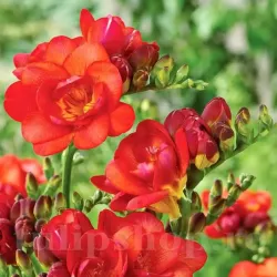 Bulbi Frezie Dubla Rosie