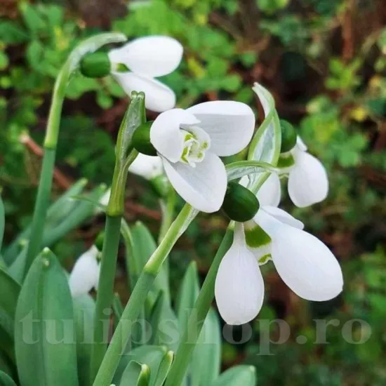 Bulbi Ghiocei Polar Bear (Galanthus) bulbi de toamna ghiocei polar bear soi premium