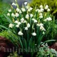 bulbi flori albe leucojum estivum pachet