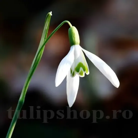 Bulbi Ghiocei Nivalis (Galanthus) bulbi ghiocei albi timpurii nivalis