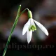 Bulbi Ghiocei Nivalis (Galanthus) bulbi ghiocei albi timpurii nivalis