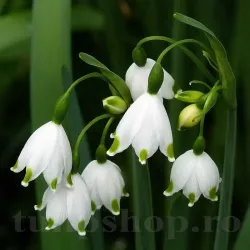 Bulbi Ghiocei de Vara Gravetye Giant (Leucojum)